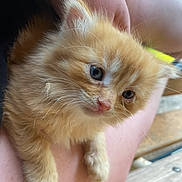 Finn is registered to the contest to win money with this photo: adorable, animal, arm, blue_eyes, cat, close_up, curious, cute, domestic_cat, fluffy, furry, hand, indoors, kitten, orange_cat, person, pet, small, wooden_surface, young