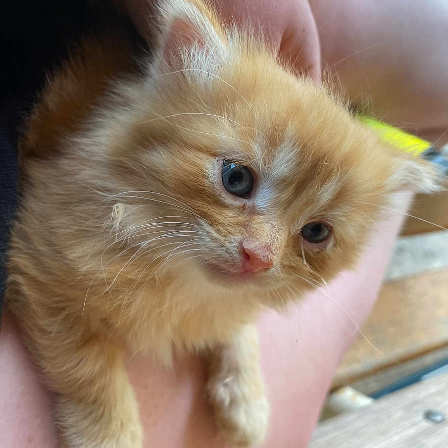 Finn
