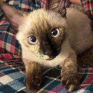 Maxi is registered to the contest to win money with this photo: kitten, cat, siamese, pet, animal, feline, blue_eyes, curious, paws, close_up, plaid_blanket, indoor, young_cat, fur, whiskers, cute, looking_up, small, domestic_animal, soft