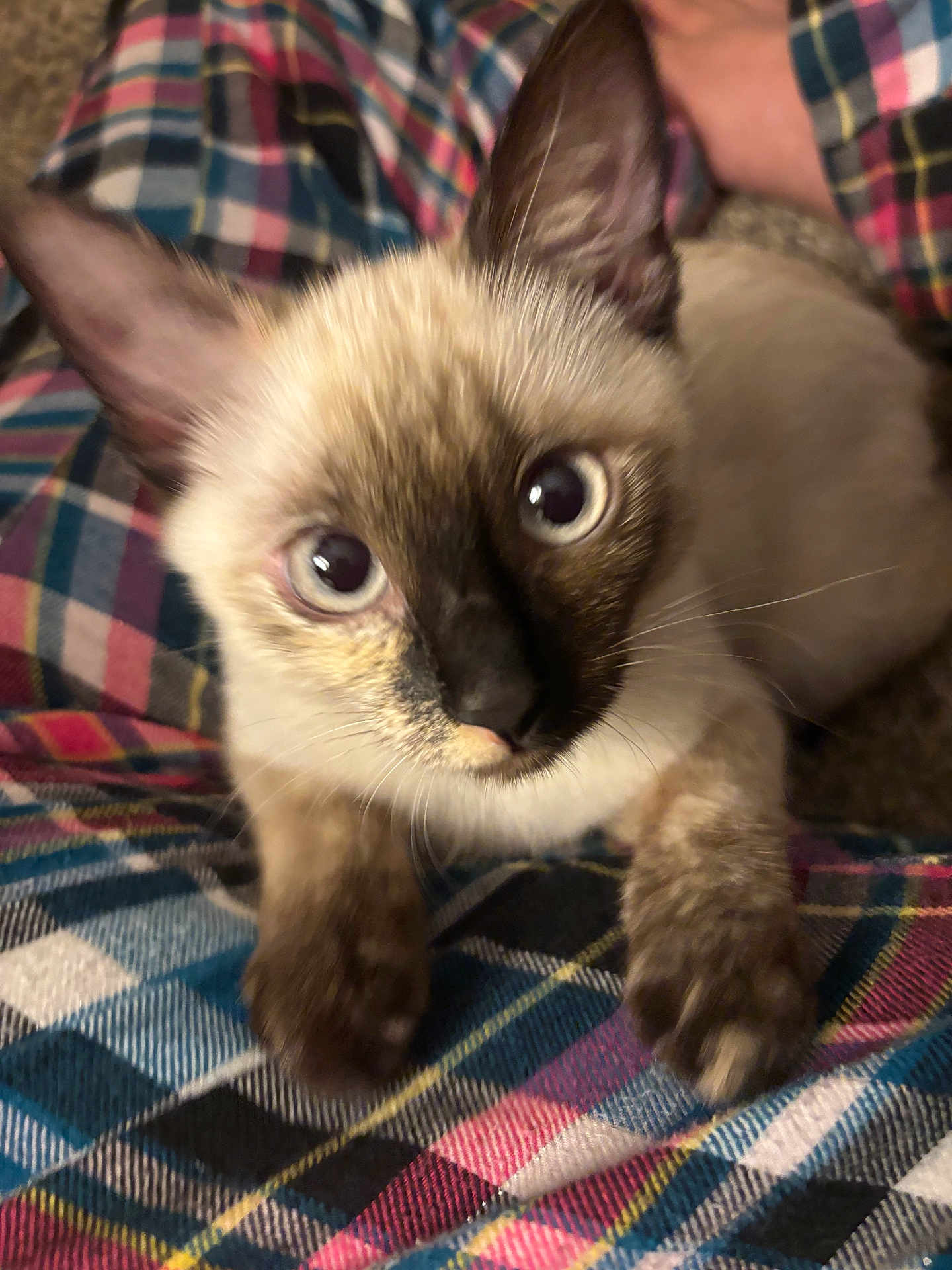 Maxi is registered to the contest to win money with this photo: kitten, cat, siamese, pet, animal, feline, blue_eyes, curious, paws, close_up, plaid_blanket, indoor, young_cat, fur, whiskers, cute, looking_up, small, domestic_animal, soft