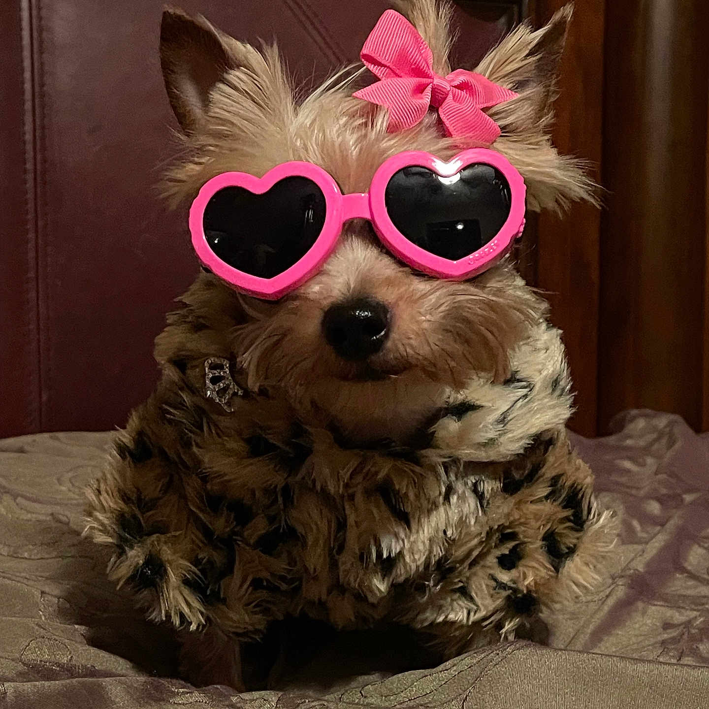 Ozita joined the competition — help win amazing prizes! accessory, adorable, animal, bed, costume, cute, dog, fashion, fur, glasses, headboard, indoor, leopard_print_coat, pet, pink, pink_bow, portrait, small_dog, stylish, sunglasses