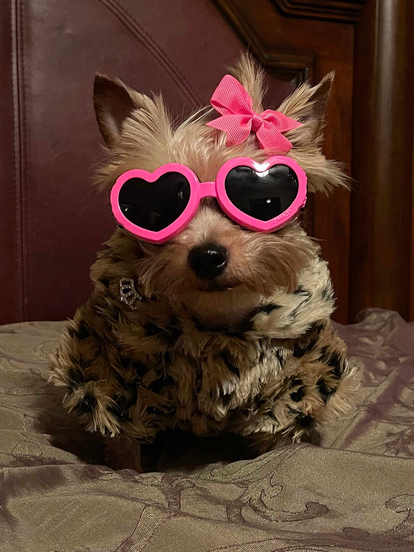 Ozita joined the competition — help win amazing prizes! dog, sunglasses, pink_bow, leopard_print_coat, bed, headboard, pet, fashion, accessory, fur, cute, small_dog, indoor, portrait, animal, glasses, pink, stylish, adorable, costume