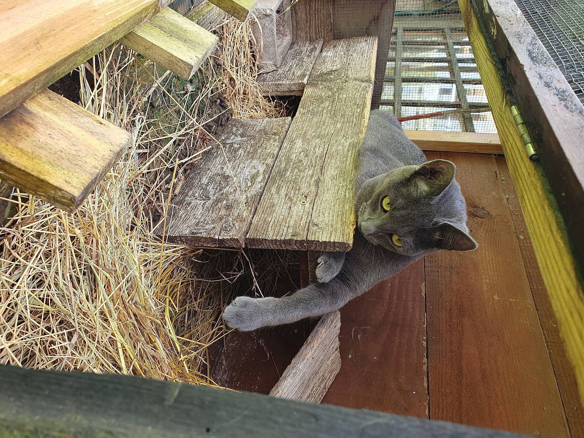 Marty participe au concours pour gagner de l'argent avec cette photo : art, cat, domestic_short_haired_cat, felidae, flooring, fur, grass, hardwood, hay, lumber, metal, sculpture, small_to_medium_sized_cats, straw, table, tail, twig, whiskers, window, wood