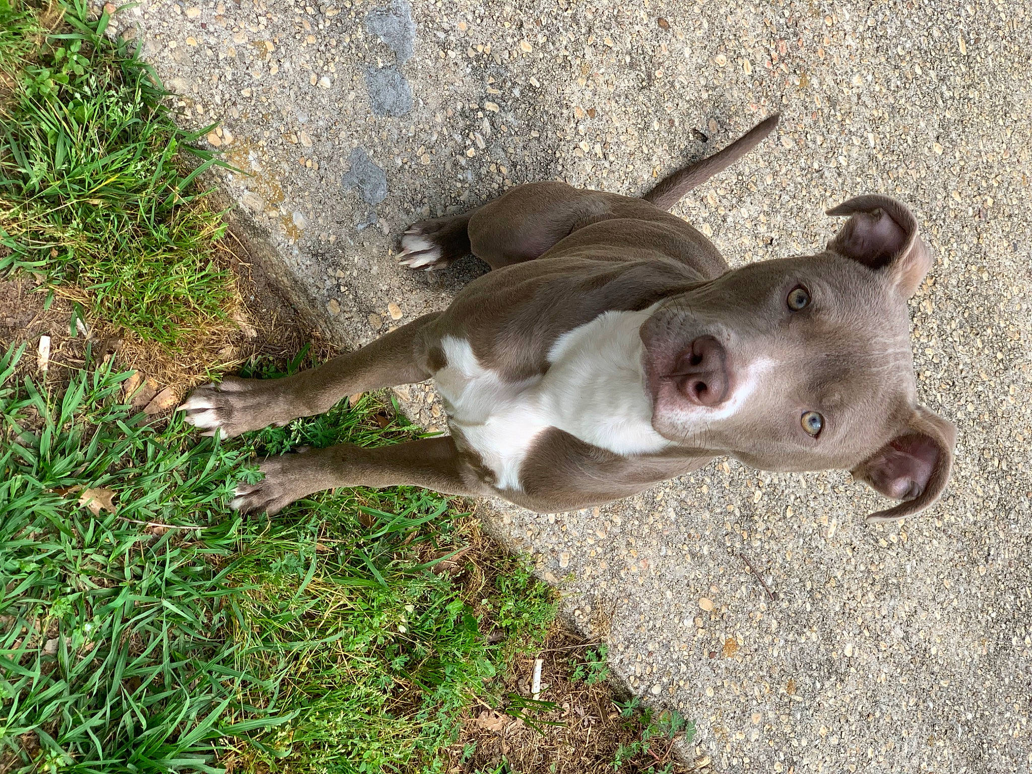 Kilo is registered to the contest to win money with this photo: american_pit_bull_terrier, canidae, carnivore, dog, dog_breed, fawn, grass, mammal, snout, sporting_group, vertebrate, weimaraner