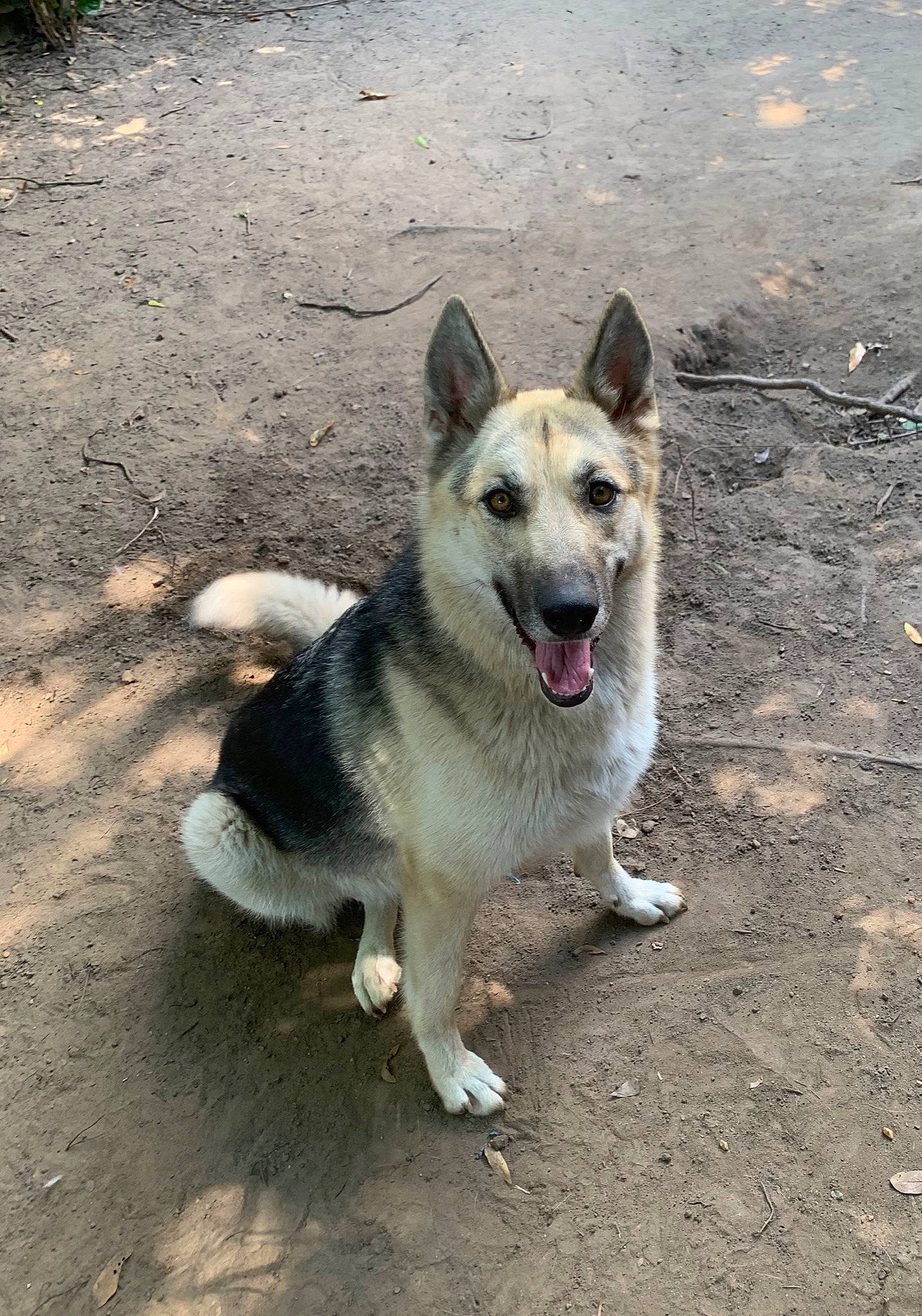 Charley joined the competition — help win amazing prizes! canidae, carnivore, czechoslovakian_wolfdog, dog, dog_breed, east_european_shepherd, east_siberian_laika, german_shepherd_dog, greenland_dog, kunming_wolfdog, mammal, native_american_indian_dog, northern_inuit_dog, norwegian_elkhound, saarloos_wolfdog, seppala_siberian_sleddog, siberian_husky, vertebrate, wolfdog, working_dog