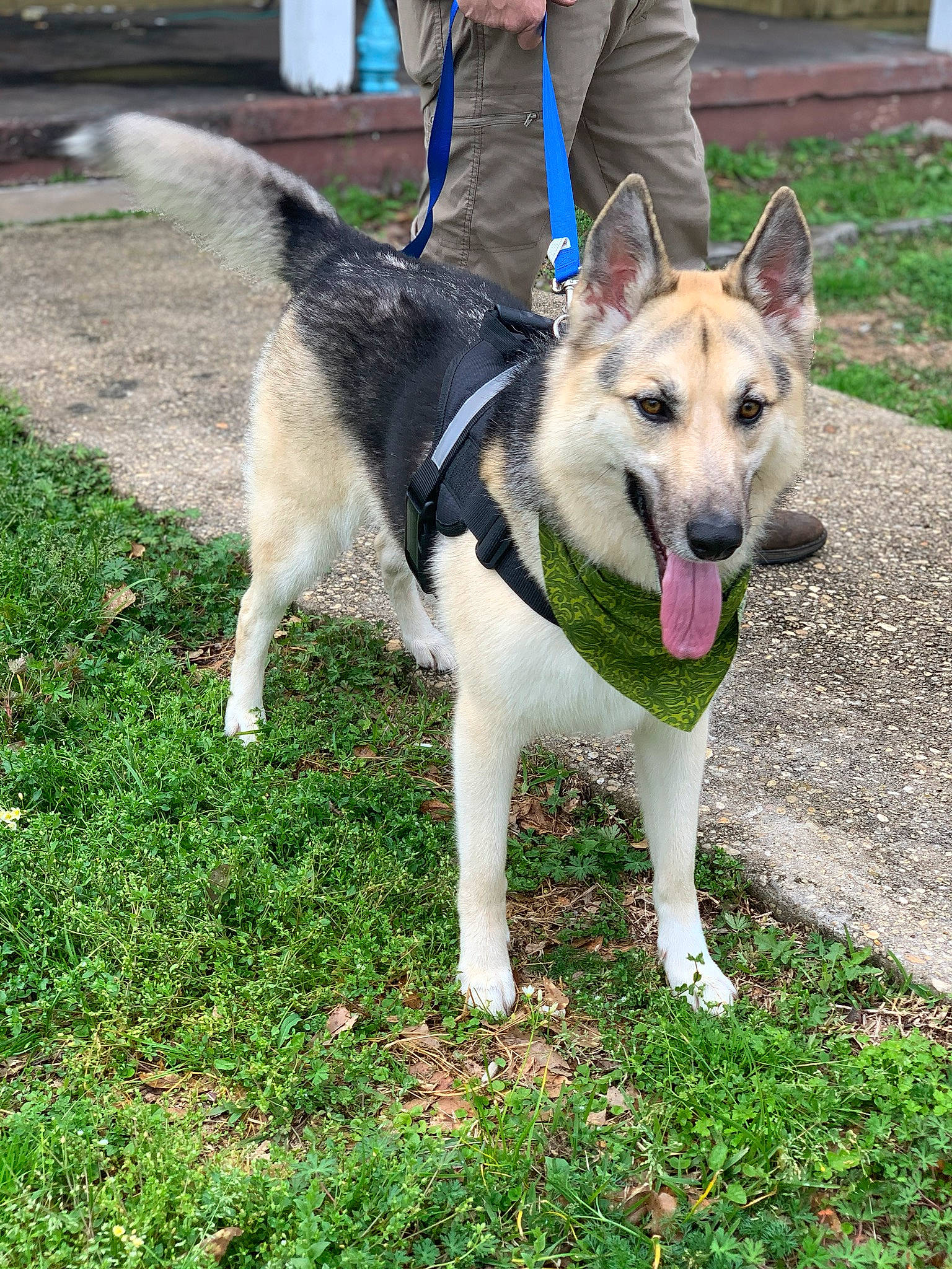 Charley is registered to the contest to win money with this photo: canidae, carnivore, czechoslovakian_wolfdog, dog, dog_breed, east_siberian_laika, greenland_dog, mammal, native_american_indian_dog, northern_inuit_dog, saarloos_wolfdog, seppala_siberian_sleddog, shikoku, siberian_husky, sled_dog, tamaskan_dog, vertebrate, west_siberian_laika, wolfdog, working_dog