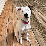 Luna is registered to the contest to win money with this photo: puppy, dog, pet, animal, sitting, white_fur, brown_ear, blue_eyes, pink_collar, portrait, outdoor, wooden_deck, backyard, home, cute, adorable, looking_at_camera, short_fur, canine, daylight