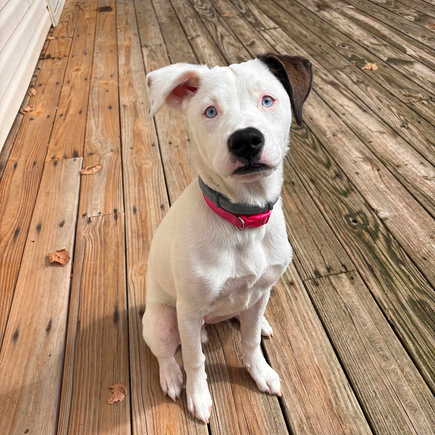Luna is registered to the contest to win money with this photo: puppy, dog, pet, animal, sitting, white_fur, brown_ear, blue_eyes, pink_collar, portrait, outdoor, wooden_deck, backyard, home, cute, adorable, looking_at_camera, short_fur, canine, daylight
