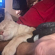 Aristophanes is registered to the contest to win money with this photo: cat, sleeping, arm, blanket, indoor, cozy, pet, feline, resting, closeup, soft, paw, human, red_cloth, television, dim_light, relaxation, comfort, domestic, warm