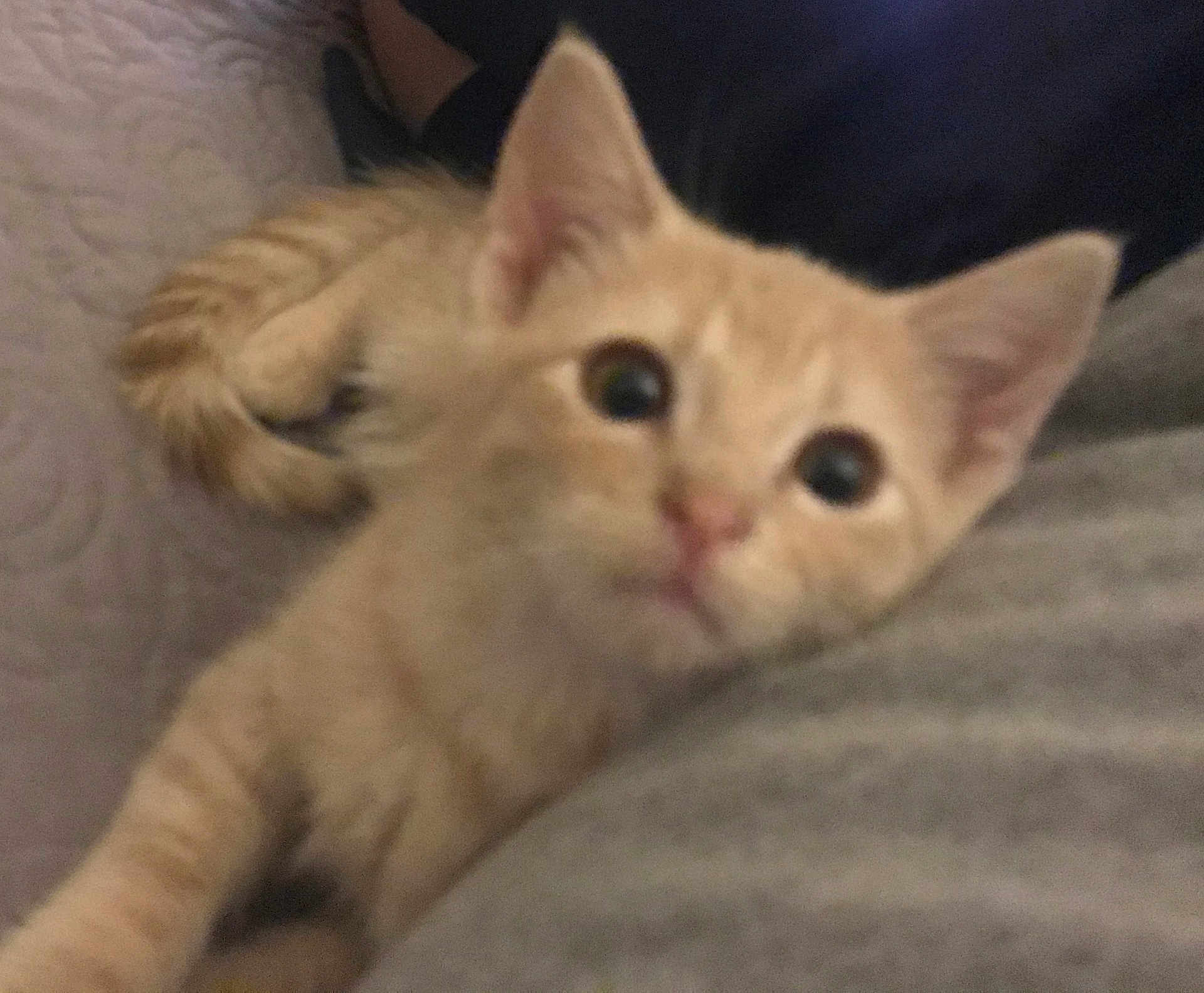 Aristophanes joined the competition — help win amazing prizes! kitten, cat, orange_tabby, pet, animal, feline, closeup, lying_down, curious, indoor, soft, blurred, cute, whiskers, ears, eyes, fur, resting, cozy, domestic_cat