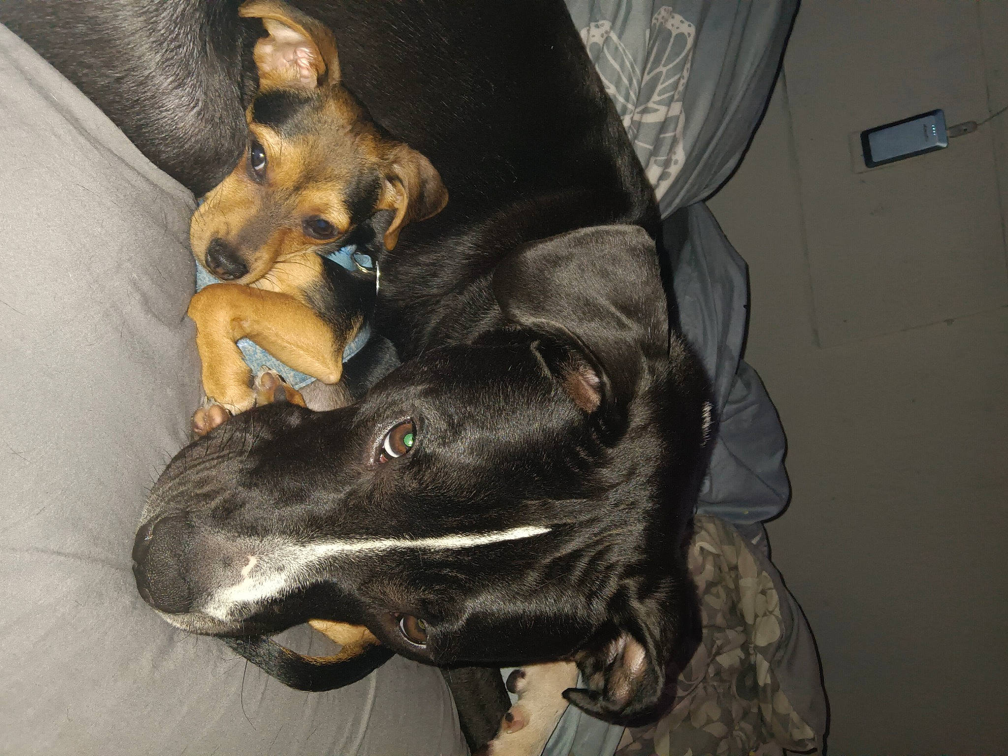 Marlee is registered to the contest to win money with this photo: canidae, carnivore, comfort, companion_dog, curtain, dog, dog_breed, fur, guard_dog, liver, paw, snout, sporting_group, toy_dog, whiskers, working_animal, working_dog