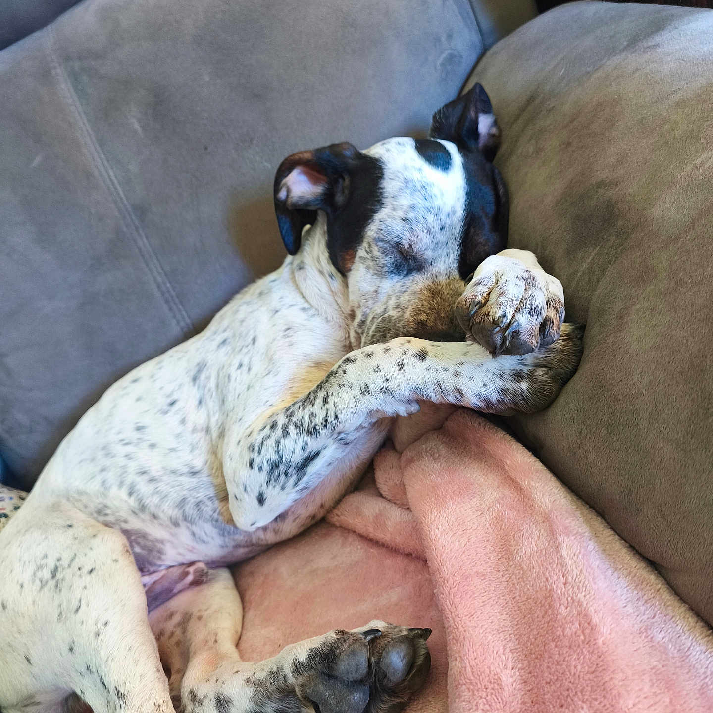 Snoop The Dog