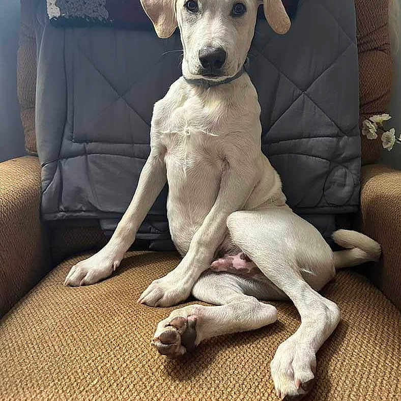 Larry is registered to the contest to win money with this photo: animal, canine, couch, cushion, dog, dogbed, furniture, greatdane, homedecor, hound, labradorretriever, pet, pillow, pointer, puppy, snout, whitedog