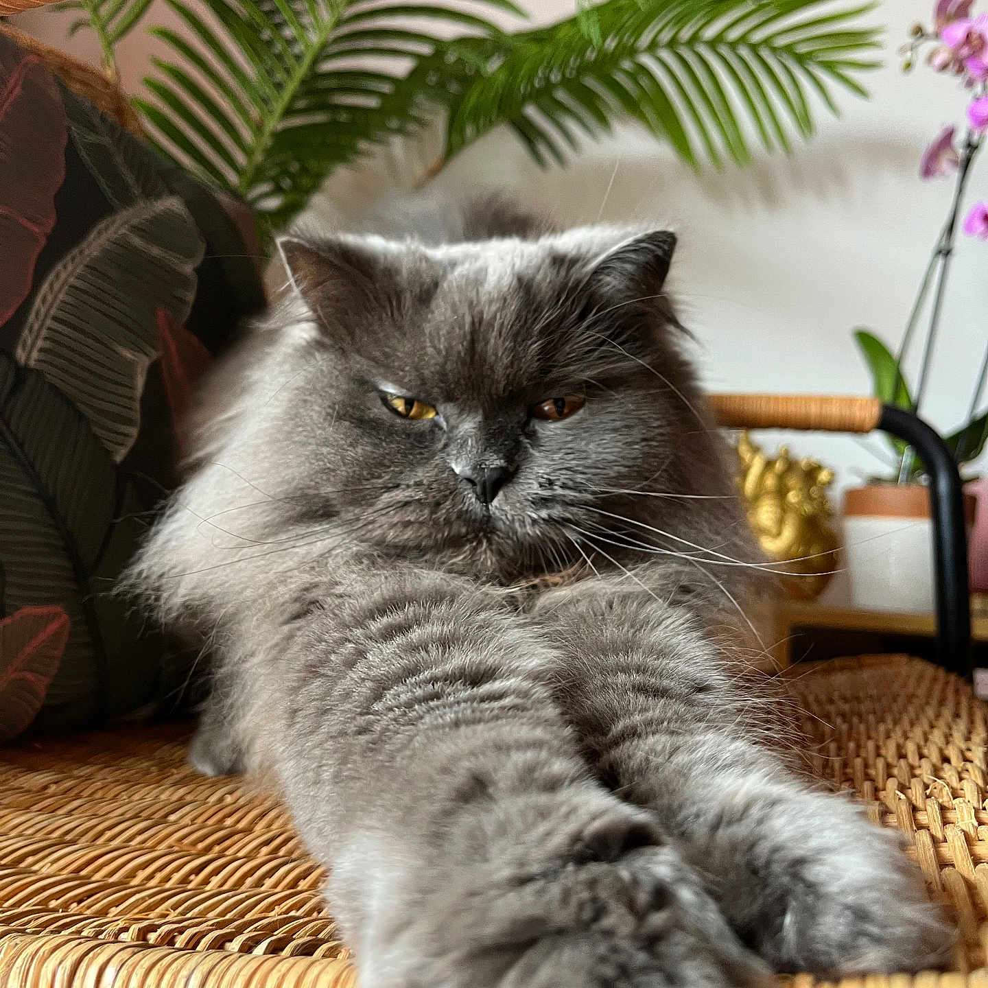 Chanel participe au concours pour gagner de l'argent avec cette photo : angora, animal, cat, chair, couch, cushion, flower, flowerarrangement, flowerbouquet, furniture, hardwood, homedecor, ikebana, indoors, interiordesign, kitten, pet, plant, pottedplant, wood