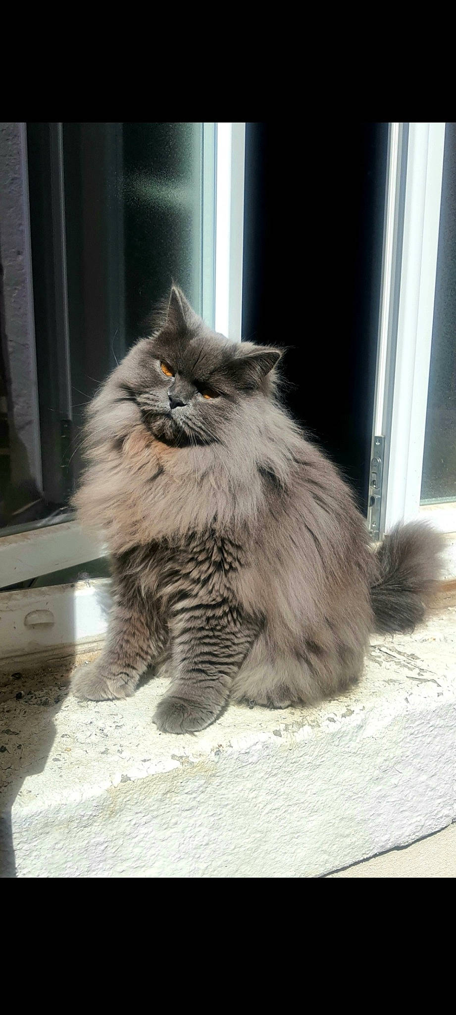 Chanel a rejoint le concours — aidez-le/la à gagner de superbes lots ! british_longhair, carnivore, cat, claw, fawn, felidae, flooring, fur, grey, maine_coon, plant, small_to_medium_sized_cats, snout, tail, terrestrial_animal, whiskers, window