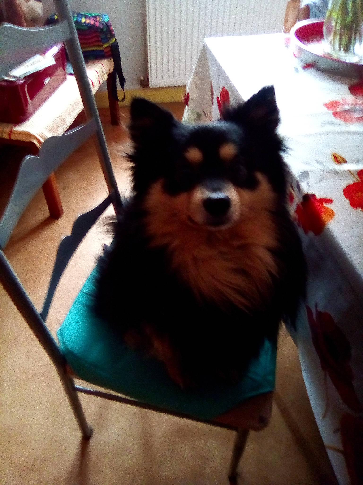 Moustic participe au concours pour gagner de l'argent avec cette photo : carnivore, chair, companion_dog, desk, dog, dog_breed, dog_supply, flooring, fur, furniture, herding_dog, room, snout, sporting_group, table, tail, toy_dog, whiskers, working_animal, working_dog