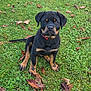 rottweiler, puppy, dog, grass, leaves, autumn, outdoor, pet, animal, canine, young_dog, sitting, collar, nature, cute, fur, black_and_tan, portrait, friendly, alert