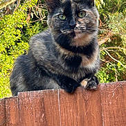 Maggie joined the competition — help win amazing prizes! animal, cat, closeup, curious, daylight, ears, eyes, fence, fur, greenery, leaf, looking, nature, outdoor, perched, pet, tortoiseshell_cat, tree, whiskers, wood