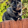 animal, cat, closeup, curious, daylight, ears, eyes, fence, fur, greenery, leaf, looking, nature, outdoor, perched, pet, tortoiseshell_cat, tree, whiskers, wood