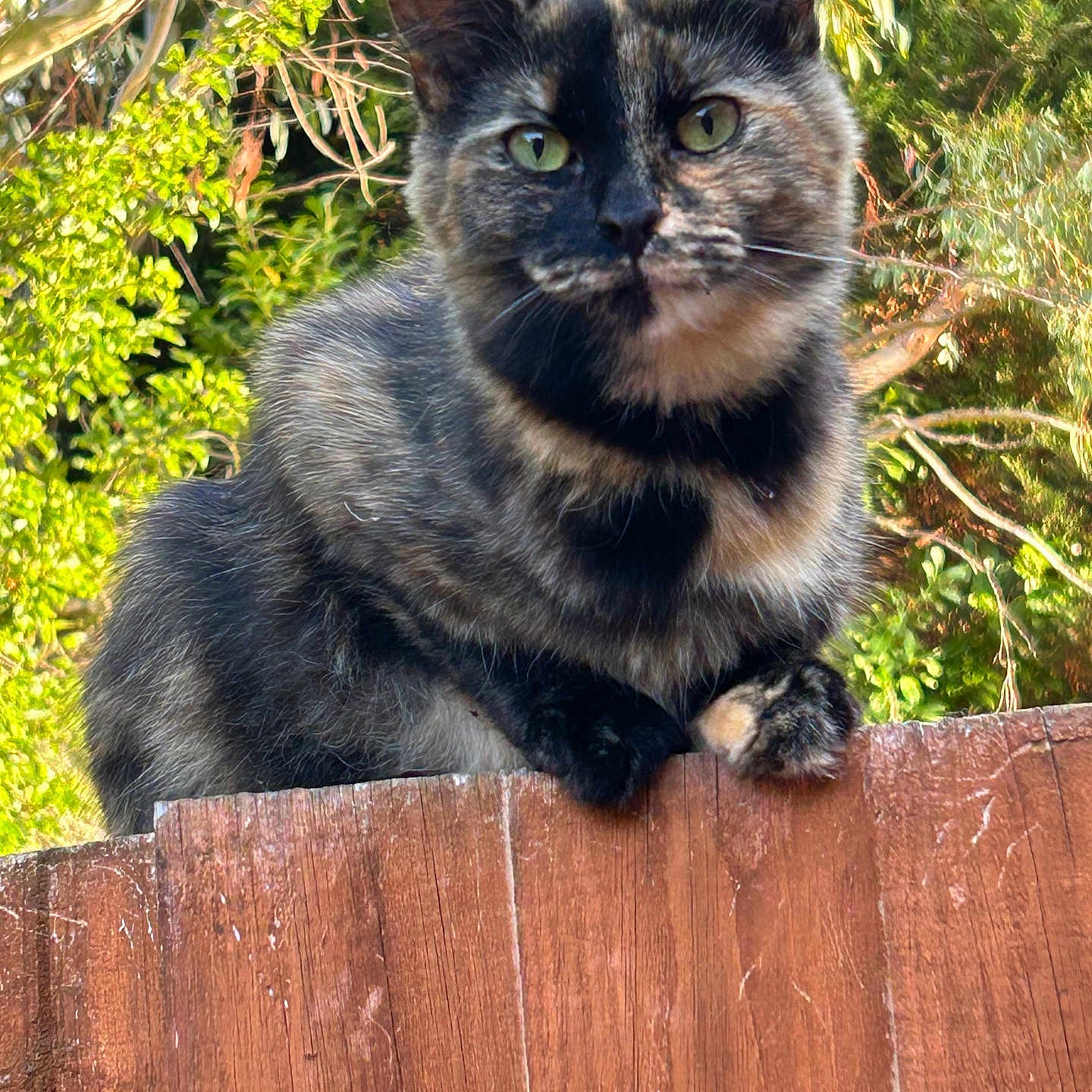 Maggie joined the competition — help win amazing prizes! animal, cat, closeup, curious, daylight, ears, eyes, fence, fur, greenery, leaf, looking, nature, outdoor, perched, pet, tortoiseshell_cat, tree, whiskers, wood