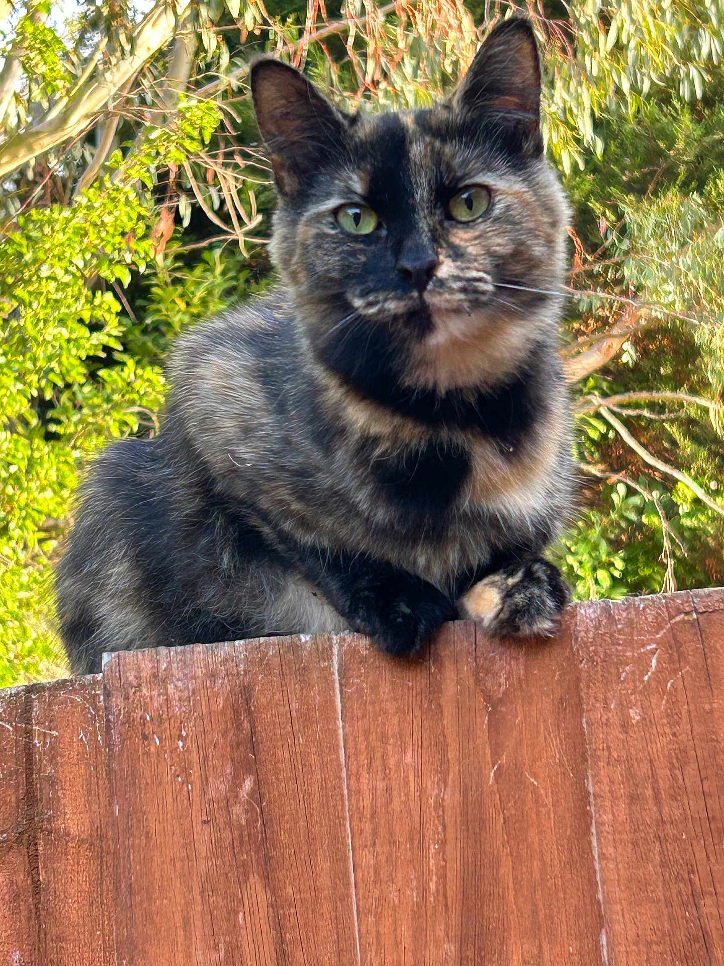 Maggie