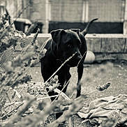 Boubou participe au concours pour gagner de l'argent avec cette photo : animal, black_dog, blanket, blurred_foreground, canine, collar, curious, dog, fence, garden, grass, monochrome, nature, outdoor, pet, plants, quiet, stone_wall, tail, yard