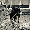 animal, black_dog, blanket, blurred_foreground, canine, collar, curious, dog, fence, garden, grass, monochrome, nature, outdoor, pet, plants, quiet, stone_wall, tail, yard
