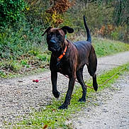 Boubou participe au concours pour gagner de l'argent avec cette photo : dog, black_dog, collar, leash, walking, path, gravel, outdoor, nature, greenery, trees, autumn, leaves, canine, pet, animal, alert, tail_up, ears_floppy, muzzle