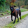 dog, black_dog, collar, leash, walking, path, gravel, outdoor, nature, greenery, trees, autumn, leaves, canine, pet, animal, alert, tail_up, ears_floppy, muzzle