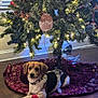 Lita is registered to the contest to win money with this photo: dog, bandage, christmas_tree, tree_lights, ornaments, floor, tree_skirt, holiday, indoor, decorations, pet, wood_floor, collar, festive, resting, animal, home, cozy, cute, calm