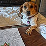Lita joined the competition — help win amazing prizes! dog, bed, drawing, mandala, coloring, wooden_tray, collar, tag, indoor, furniture, blanket, sketchbook, art, pet, brown, white, paw, relaxed, cozy, room