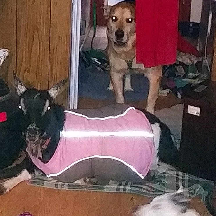 Miss Earl