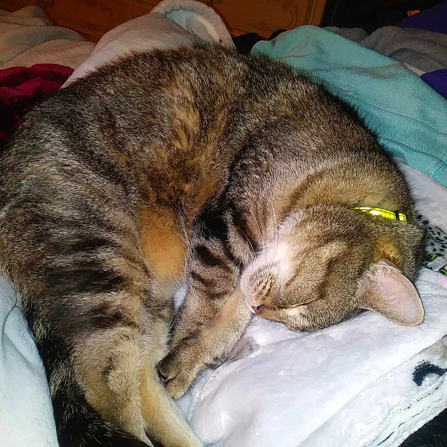 Mo Peanut Butter joined the competition — help win amazing prizes! carnivoran, cat, cat_like_mammal, claw, domestic_short_haired_cat, dragon_li, european_shorthair, fauna, fur, mammal, nap, paw, pixie_bob, small_to_medium_sized_cats, snout, tabby_cat, whiskers