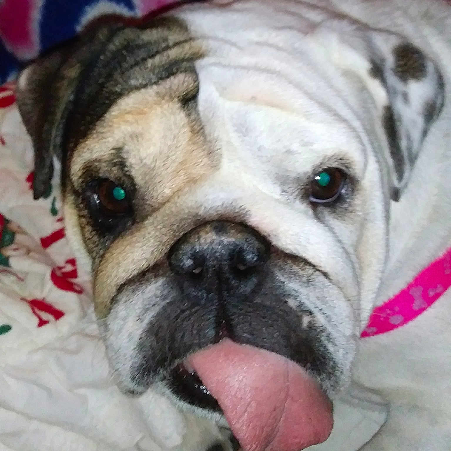 Pumpkin Pie is registered to the contest to win money with this photo: australian_bulldog, british_bulldogs, bulldog, carnivoran, dog, dog_breed, dog_breed_group, dog_like_mammal, non_sporting_group, nose, old_english_bulldog, olde_english_bulldogge, ori_pei, pug, snout, toy_bulldog, valley_bulldog, white_english_bulldog