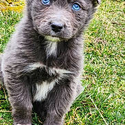 Aïko a rejoint le concours — aidez-le/la à gagner de superbes lots ! puppy, dog, blue_eyes, fluffy, grass, outdoor, cute, young, pet, animal, fur, white_patch, sitting, nature, portrait, adorable, small, looking, curious, canine