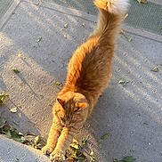 Oliver joined the competition — help win amazing prizes! cat, orange_cat, stretching, outdoor, rug, sunlight, autumn_leaves, fluffy, pet, feline, animal, nature, daylight, shadow, cozy, relaxation, texture, tail, paw, warm_light