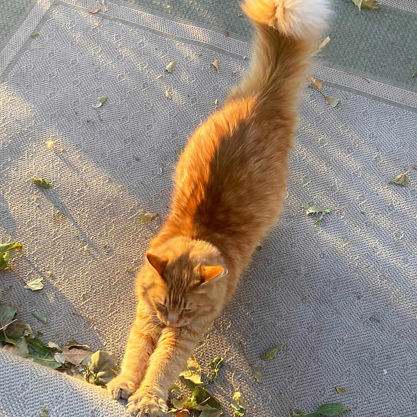 Oliver