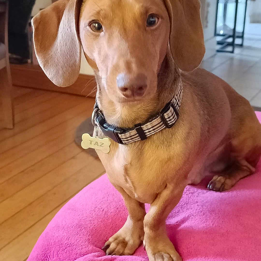 Taz