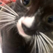 Yuri joined the competition — help win amazing prizes! cat, tuxedo_cat, close_up, whiskers, nose, eye, fur, pet, indoor, hand, finger, curious, blur, portrait, black_and_white, macro, playful, face, eyeball, domestic_animal