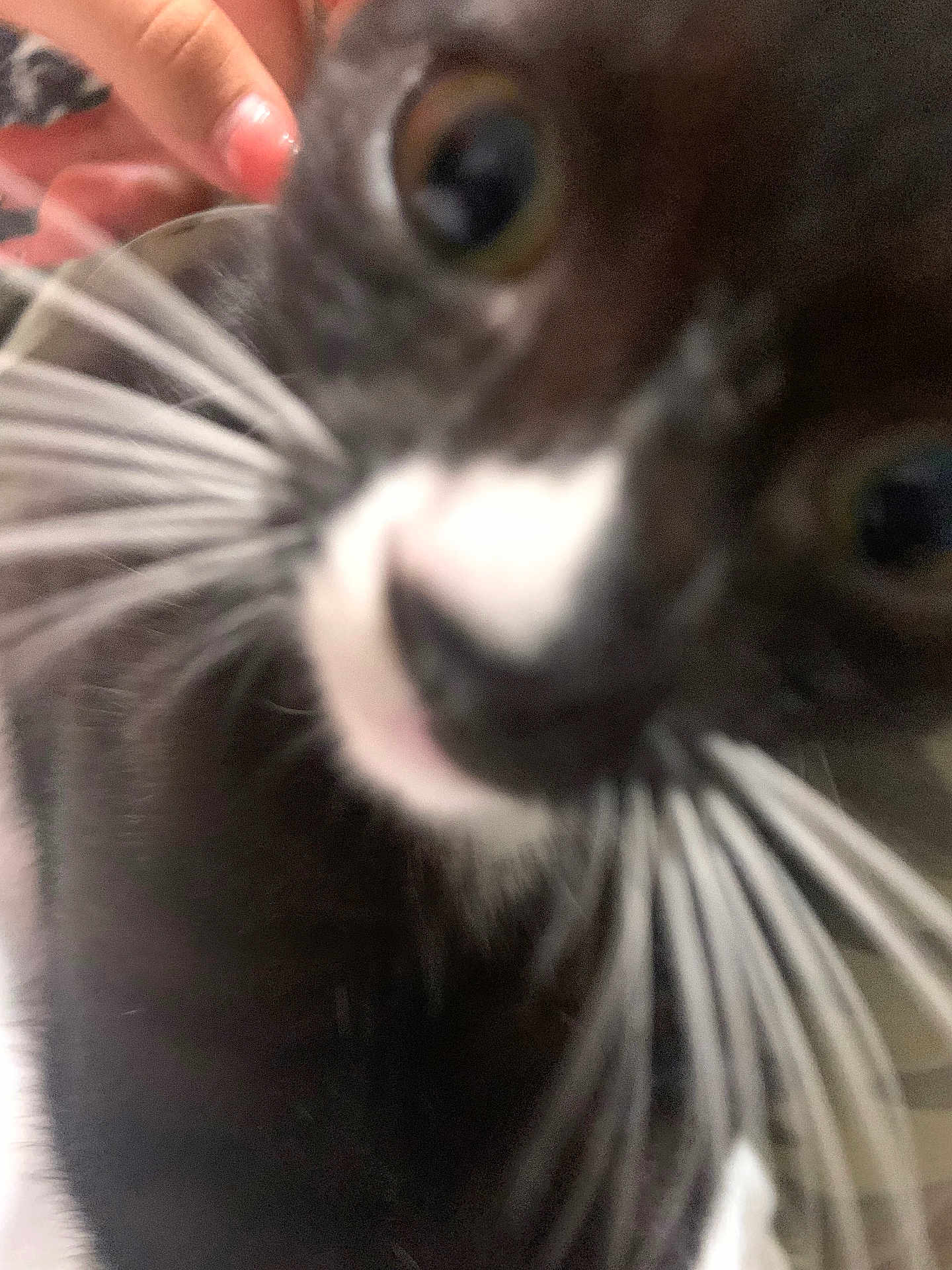 Yuri joined the competition — help win amazing prizes! cat, tuxedo_cat, close_up, whiskers, nose, eye, fur, pet, indoor, hand, finger, curious, blur, portrait, black_and_white, macro, playful, face, eyeball, domestic_animal