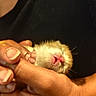 kitten, newborn, sleeping, hand, human_hand, pink_nose, fur, tiny_paws, close_up, pet, animal, cute, soft, warm, black_clothing, skin, fingers, holding, resting, domestic_animal