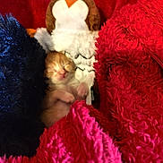 Tissa participe au concours pour gagner de l'argent avec cette photo : kitten, sleeping, stuffed_animal, orange, furry, blanket, red, blue, soft, cozy, cute, small, pet, animal, nest, resting, fur, comfort, warm, snuggle