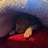 Tissa a rejoint le concours — aidez-le/la à gagner de superbes lots ! kitten, paw, blanket, fur, sleeping, cozy, soft, warm, red, texture, closeup, animal, pet, resting, cuddly, cute, snuggled, indoor, comfort, feline