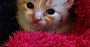 Tissa a rejoint le concours — aidez-le/la à gagner de superbes lots ! animal, blanket, cat, close_up, cozy, curious, cute, face, fur, furry, indoor, kitten, orange_cat, pet, red_blanket, sleepy, small, soft_texture, whiskers, young