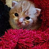 Tissa a rejoint le concours — aidez-le/la à gagner de superbes lots ! kitten, cat, orange_cat, furry, cute, animal, pet, young, close_up, blanket, red_blanket, soft_texture, cozy, indoor, small, whiskers, face, fur, curious, sleepy
