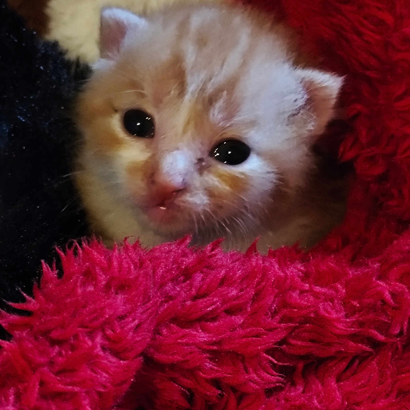Tissa a rejoint le concours — aidez-le/la à gagner de superbes lots ! kitten, cat, orange_cat, furry, cute, animal, pet, young, close_up, blanket, red_blanket, soft_texture, cozy, indoor, small, whiskers, face, fur, curious, sleepy