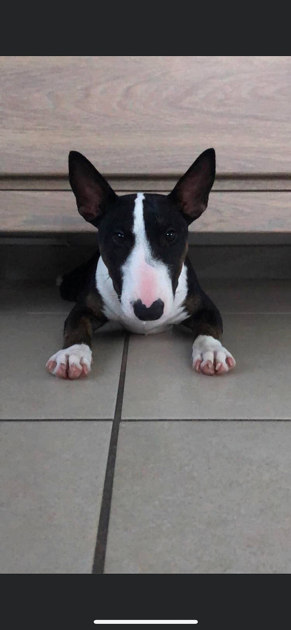 Tokyo participe au concours pour gagner de l'argent avec cette photo : canidae, carnivore, comfort, companion_dog, dog, dog_breed, ear, fawn, flooring, foot, fur, grey, hardwood, head, paw, snout, sporting_group, tail, whiskers, wood