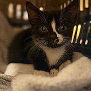 Thistle is registered to the contest to win money with this photo: kitten, cat, tuxedo_cat, black_and_white, whiskers, blanket, cozy, indoor, pet, animal, cute, young, fur, portrait, soft, small, curious, eyes, resting, closeup