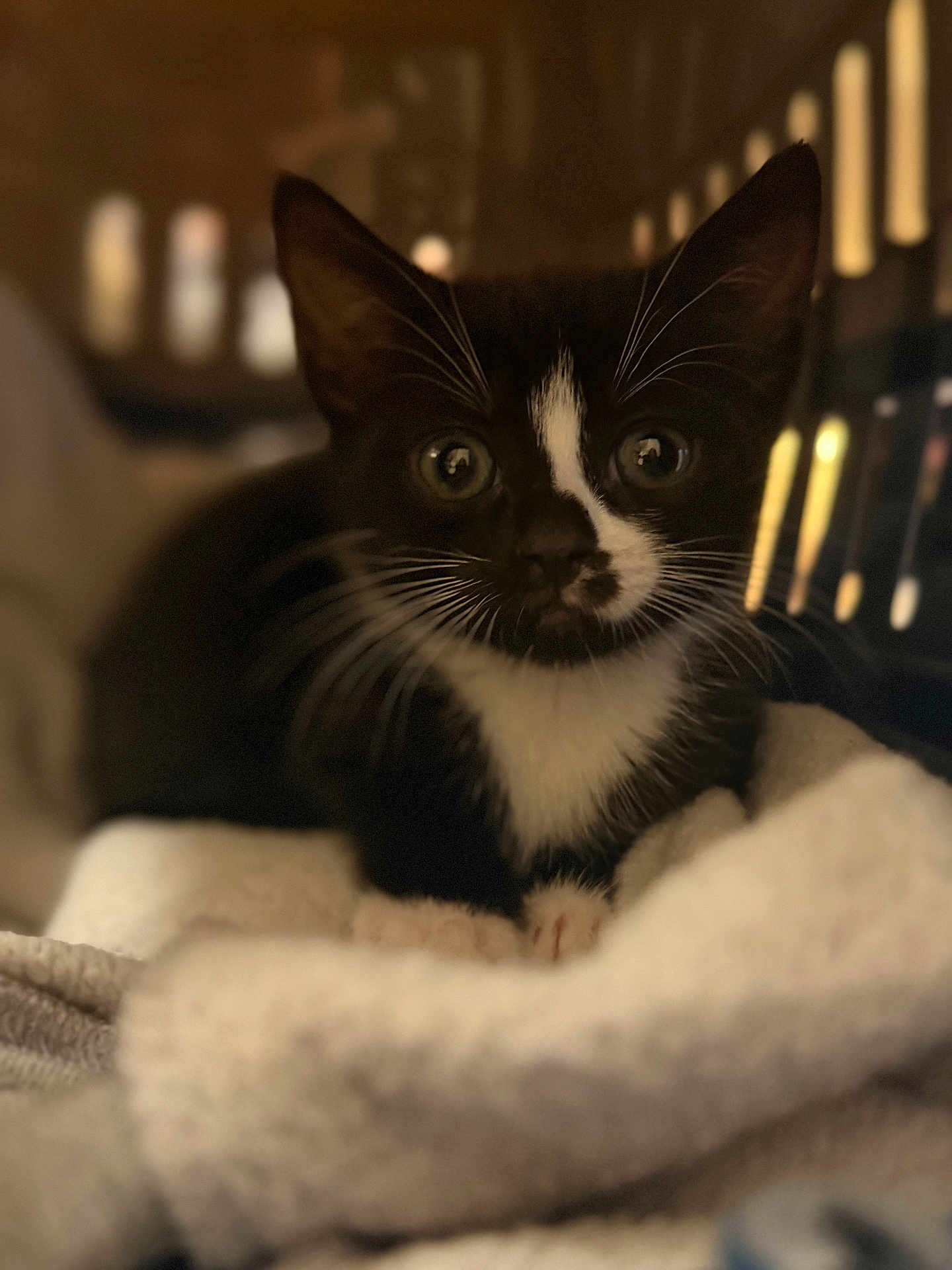 Thistle is registered to the contest to win money with this photo: kitten, cat, tuxedo_cat, black_and_white, whiskers, blanket, cozy, indoor, pet, animal, cute, young, fur, portrait, soft, small, curious, eyes, resting, closeup