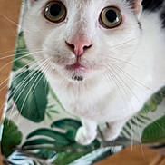 Denis a rejoint le concours — aidez-le/la à gagner de superbes lots ! cat, white_cat, animal, pet, whiskers, curious, close_up, chair, leaf_pattern, indoor, feline, fur, ears, eyes, nose, table, wood_floor, domestic_animal, looking_up, cute